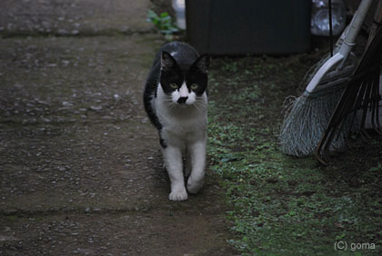 猫マップ補完計画発動中！