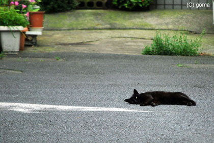 猫マップ補完計画発動中！