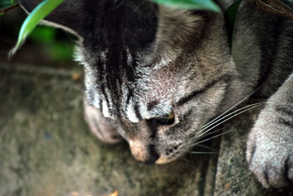 人助けをして投獄された猫？