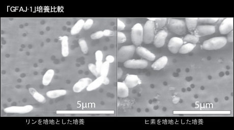 NASAによる「GFAJ-1：ヒ素を用いて増殖するバクテリア」の発見で宇宙科学が変わる？