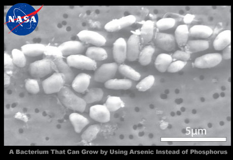 NASAによる「GFAJ-1：ヒ素を用いて増殖するバクテリア」の発見で宇宙科学が変わる？