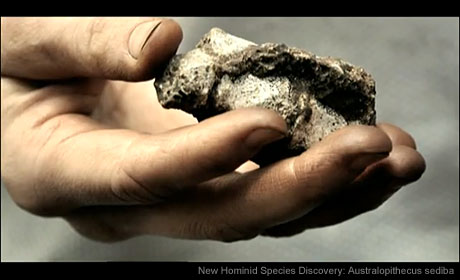 新種の猿人の頭がい骨、南アフリカで発見される！！