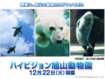 ソニービル（銀座）に「旭山動物園」がやってくる！