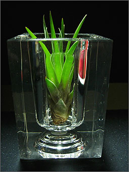 Tillandsia_2.jpg