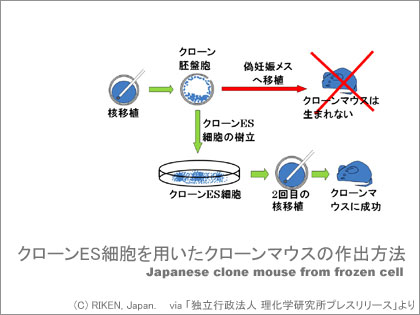 「ジュラシック・パーク」の世界が現実に？　16年前のマウスからクローン作出！