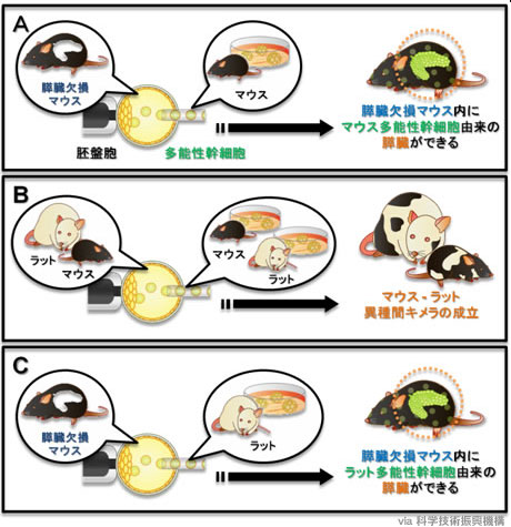 「胚盤胞補完法」を用い、iPS細胞によるマウス体内にラットの膵臓作製に成功