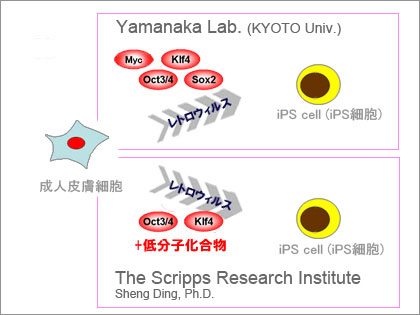 iPS細胞（iPS Cell）、日本国内の特許が成立！
