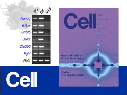 iPS_cell_YAMANAKA_lab.jpg