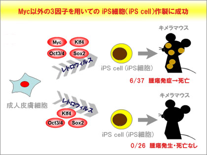 iPS細胞 iPS cell