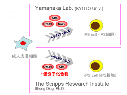 iPS細胞作製に代替化合物：米スクリプス研究所のシェン・ディン准教授