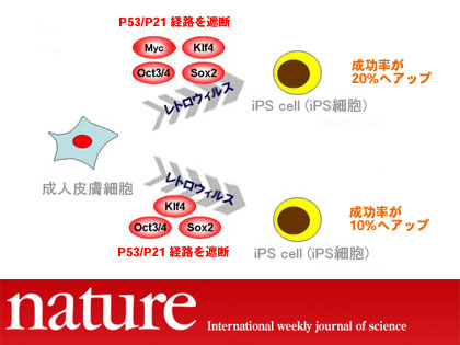 iPS細胞（iPS cell）の作製を数十倍効率化！