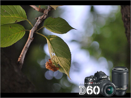「ニコン（Nikon）D60」ダブルズームキットのEDレンズに夢中