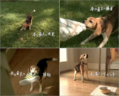 pedigree_cm0610b.jpg