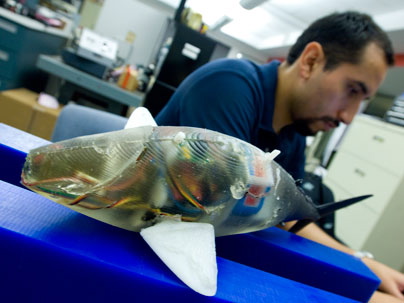 MITが本物そっくりの泳ぎを再現した魚型ロボットを開発