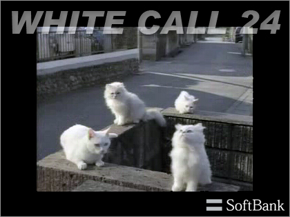 「ホワイトコール24」の白いネコのCM