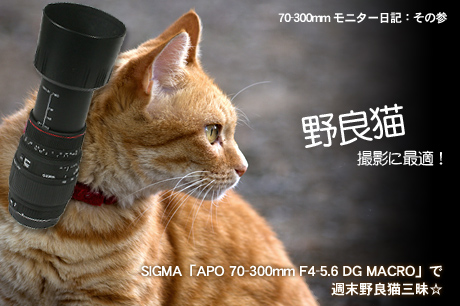 野良猫撮影に最適！SIGMA「APO 70-300mm F4-5.6 DG MACRO」で猫三昧☆