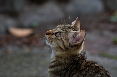 野良猫撮影に最適！SIGMA「APO 70-300mm F4-5.6 DG MACRO」で猫三昧☆