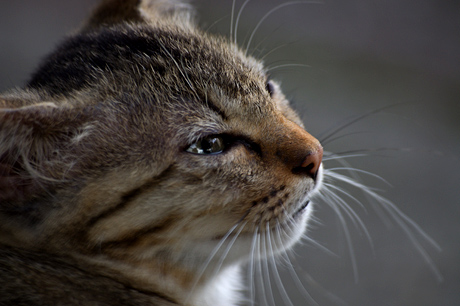 野良猫撮影に最適！SIGMA「APO 70-300mm F4-5.6 DG MACRO」で猫三昧☆