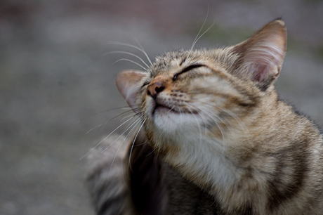 野良猫撮影に最適！SIGMA「APO 70-300mm F4-5.6 DG MACRO」で猫三昧☆