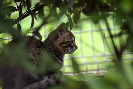 野良猫撮影に最適！SIGMA「APO 70-300mm F4-5.6 DG MACRO」で猫三昧☆