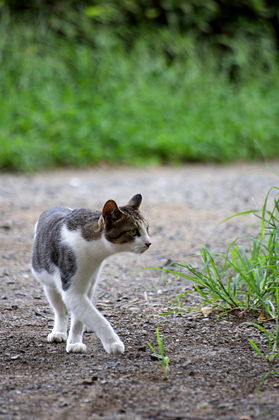 野良猫撮影に最適！SIGMA「APO 70-300mm F4-5.6 DG MACRO」で猫三昧☆