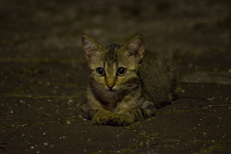 野良猫撮影に最適！SIGMA「APO 70-300mm F4-5.6 DG MACRO」で猫三昧☆