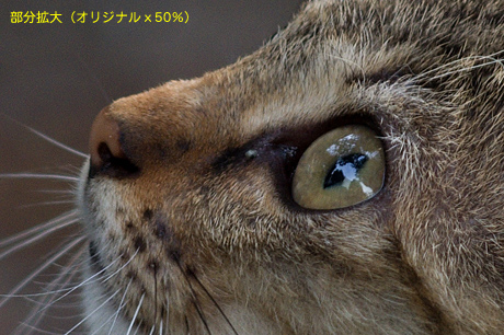 野良猫撮影に最適！SIGMA「APO 70-300mm F4-5.6 DG MACRO」で猫三昧☆