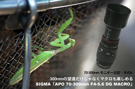 300mmの望遠だけじゃなくマクロ撮影も楽しめる！SIGMA「APO 70-300mm F4-5.6 DG MACRO」