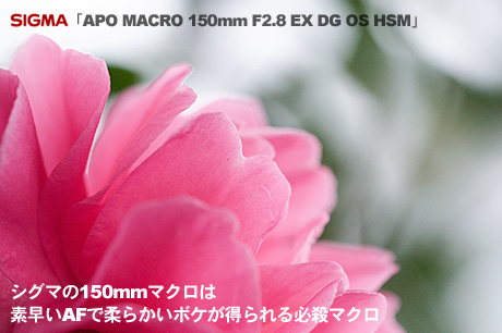 SIGMA「APO MACRO 150mm F2.8 EX DG OS HSM」は素早いAFで柔らかいボケが得られる必殺マクロ