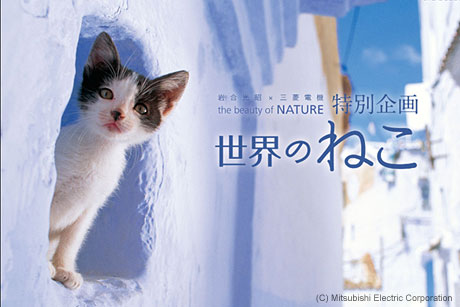 猫好き必見！　岩合光昭×三菱電機『the beauty of NATURE』で猫だらけの週末