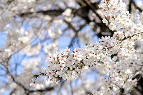 今年も「お花見＆モデル撮影会」に参加してきました！場所は飛鳥山公園なり